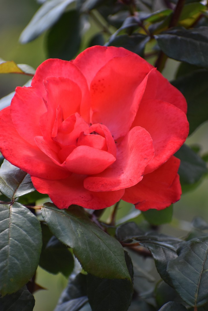 Blossom # Rose