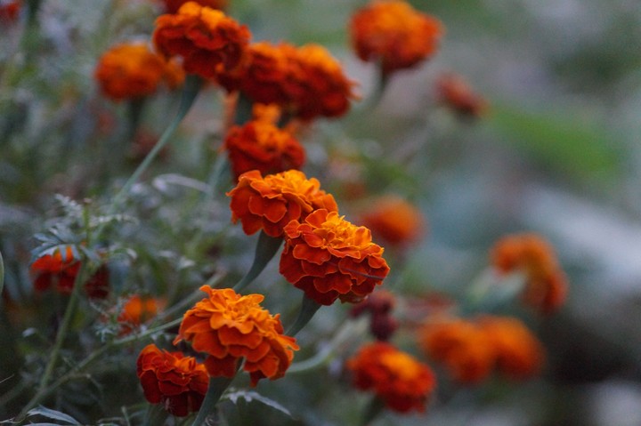 #flower