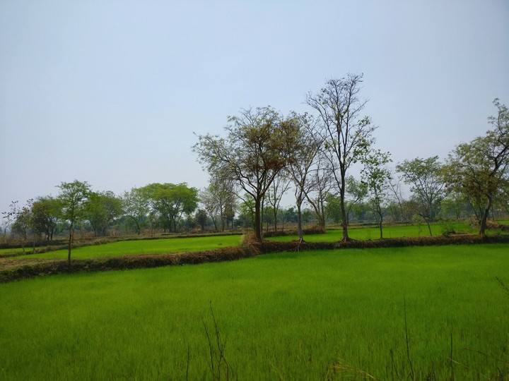 #nature #ricefields #India