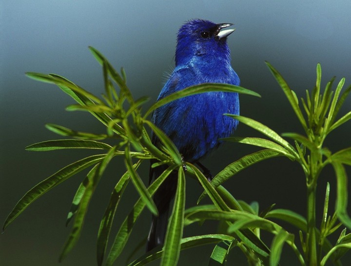 Indigo bird