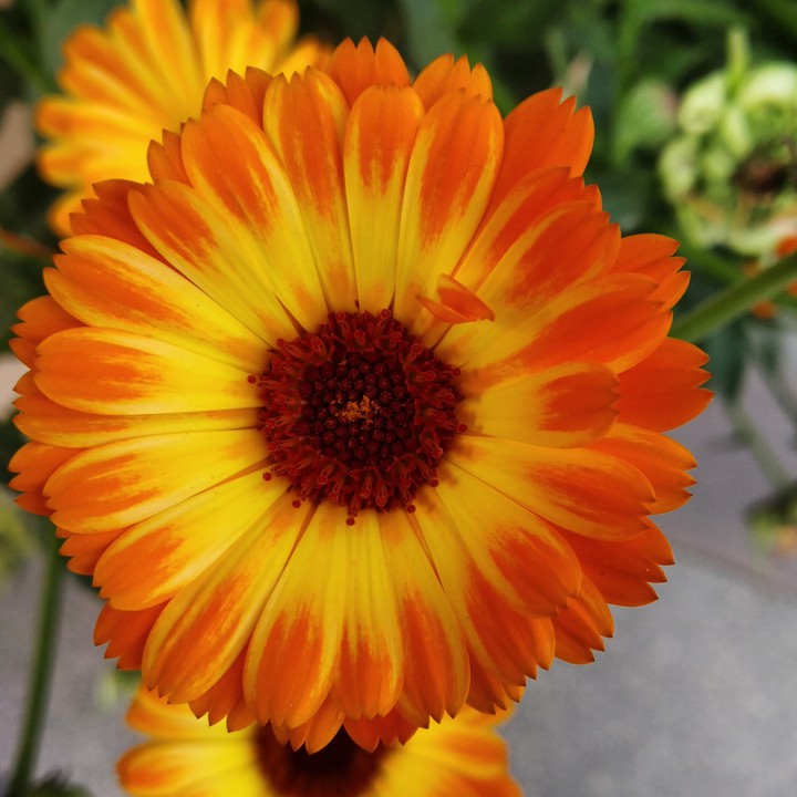 Fire Fiore