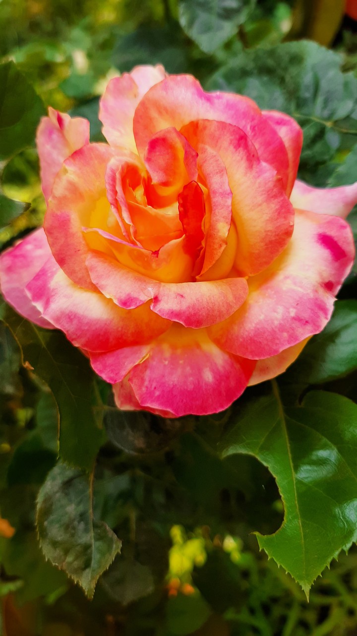 rose