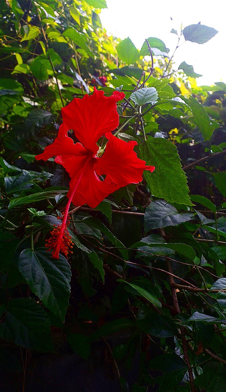 Flower in my garden