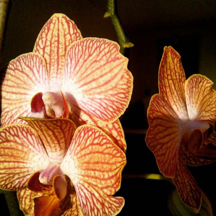 Orchid on a black background
