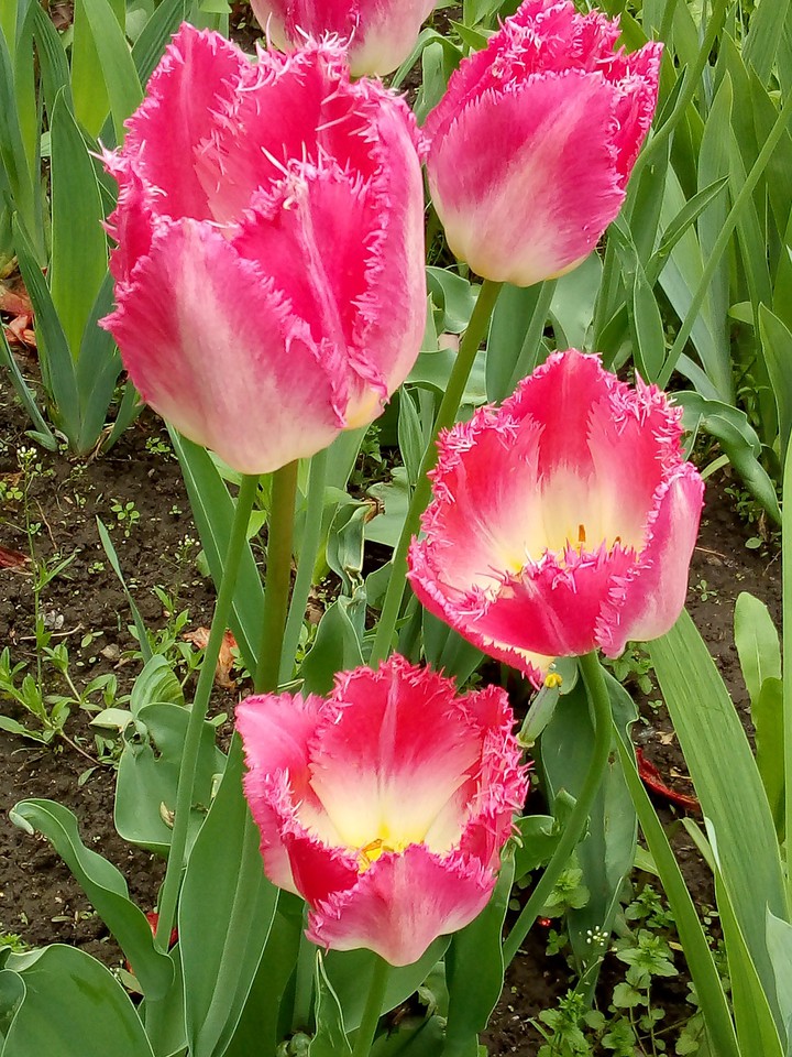 Тюльпаны/Tulips