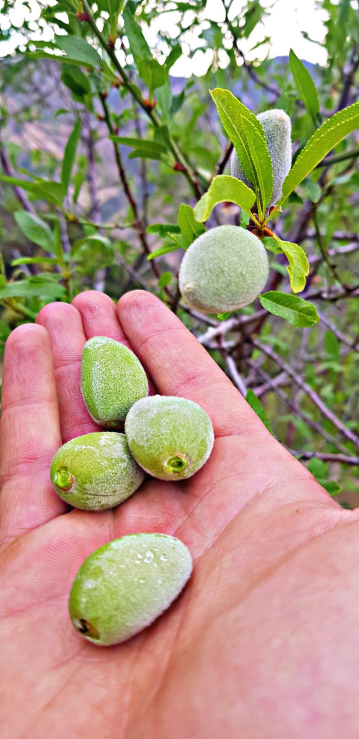 Moroccan almond