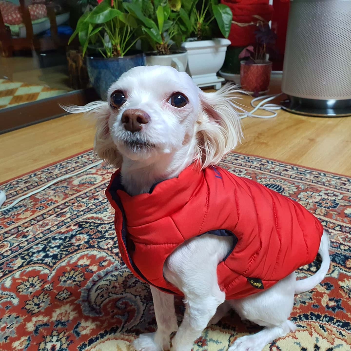 puppy