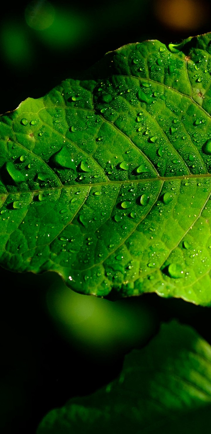 Leaves