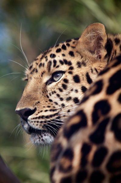 leo