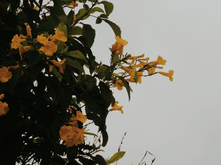 flowers
