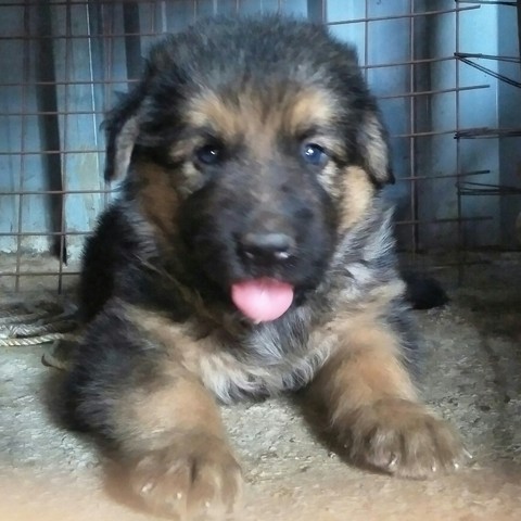 GSD