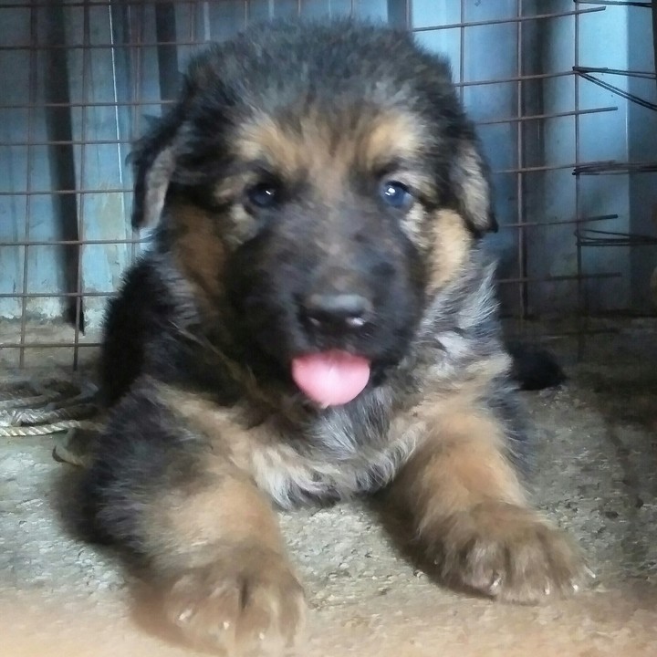 GSD