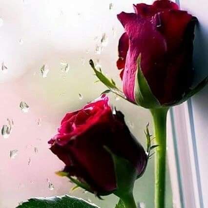 rosa