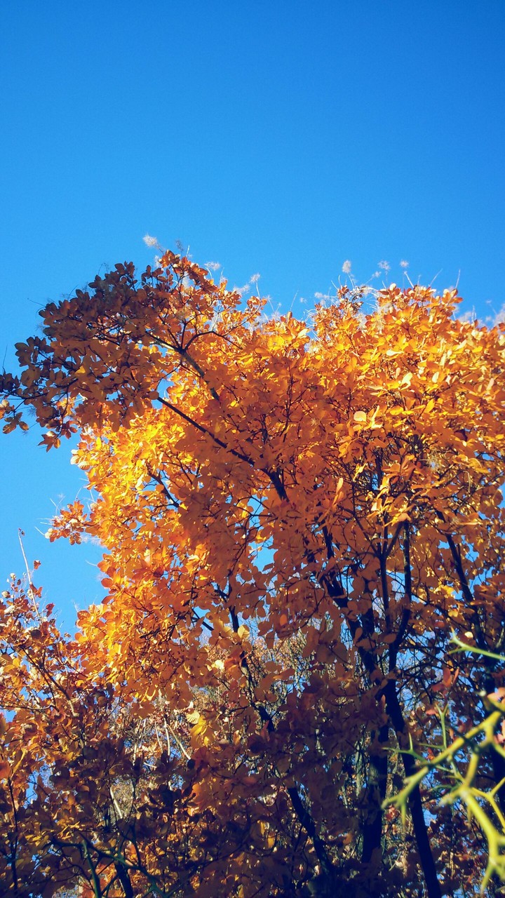 TheAutumnDerHerbst