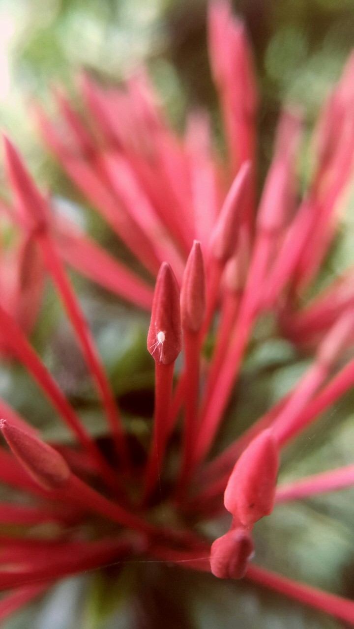Santan