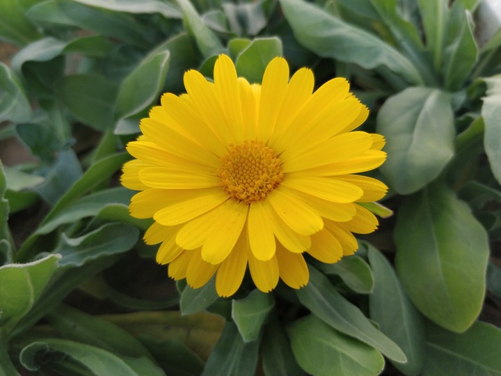 Yellow Fellow