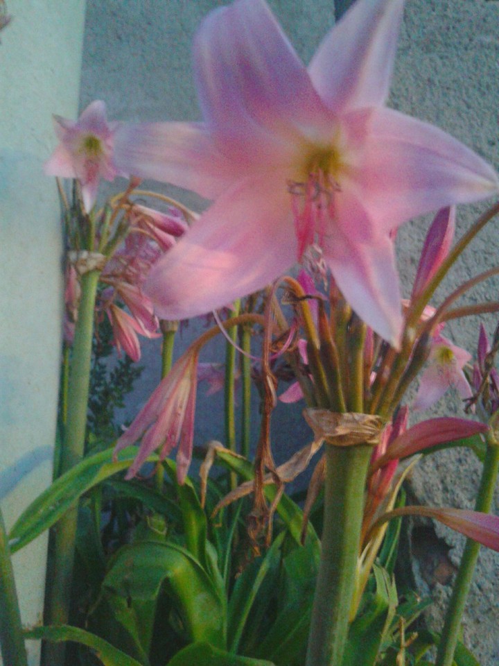 Flores