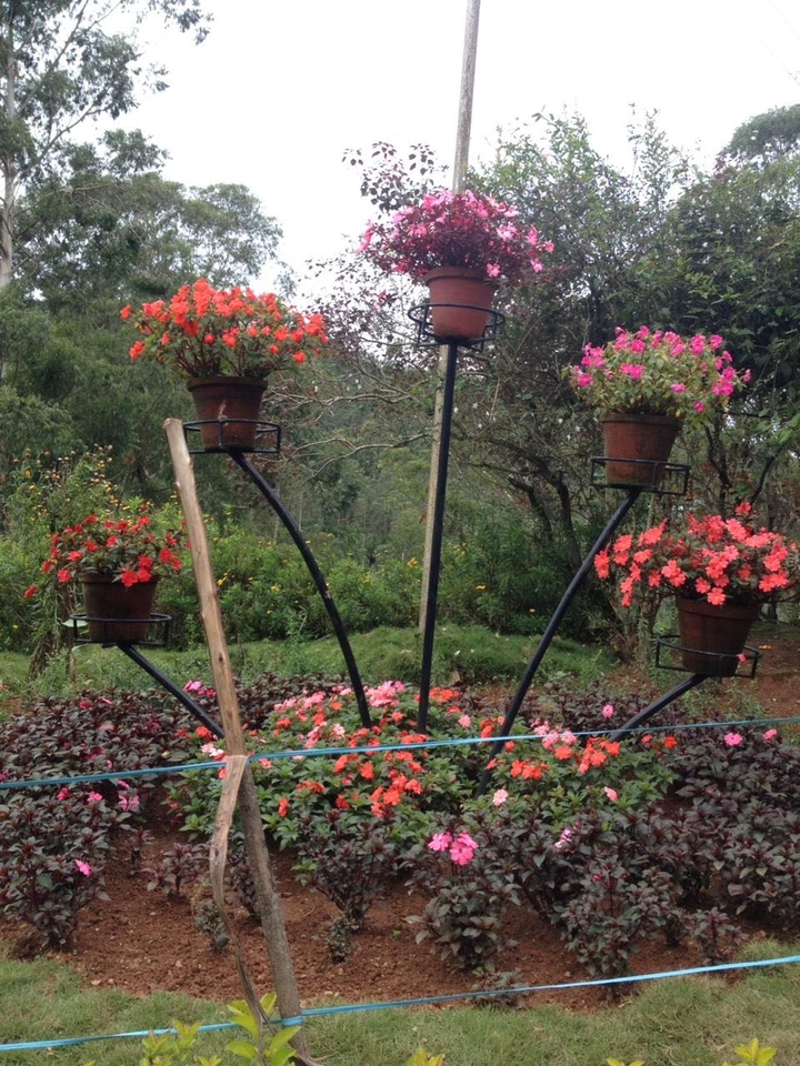 Beautiful Flowers at its Best.