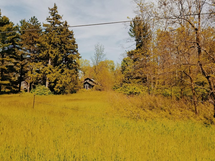 log cabin in woods