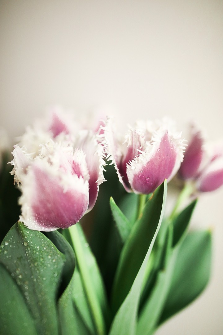 love flowers