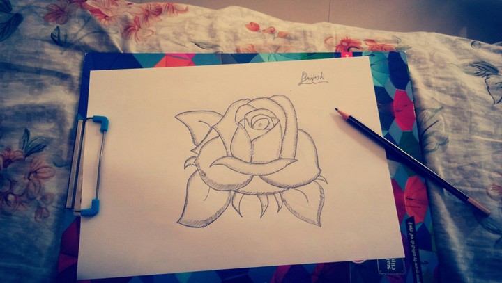 rose