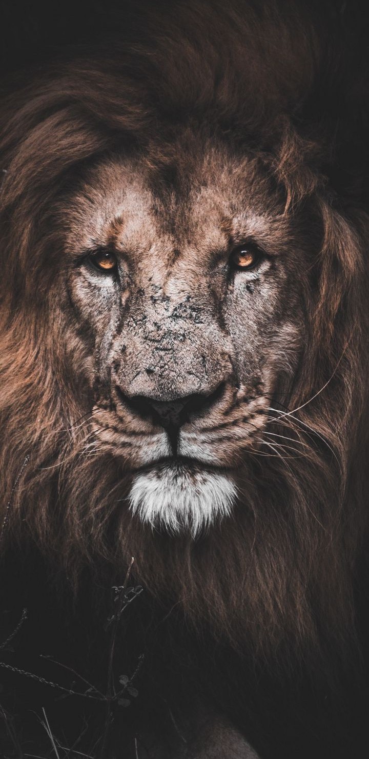 Animal