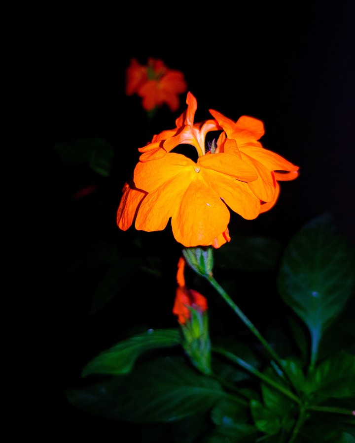 Flowers from my garden