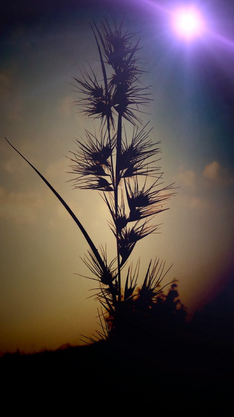 rice plant wallpaper