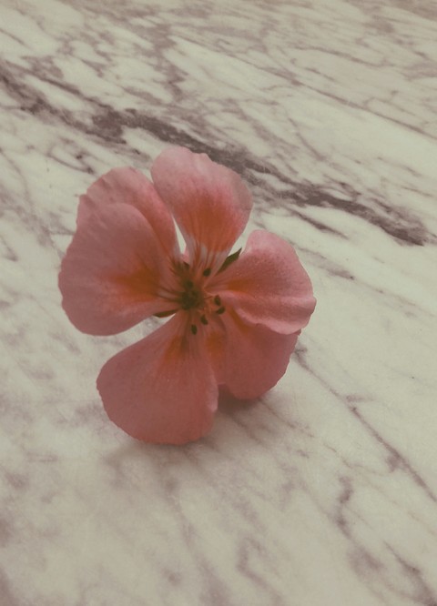 beautiful flower