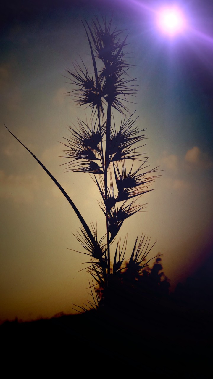 rice plant wallpaper