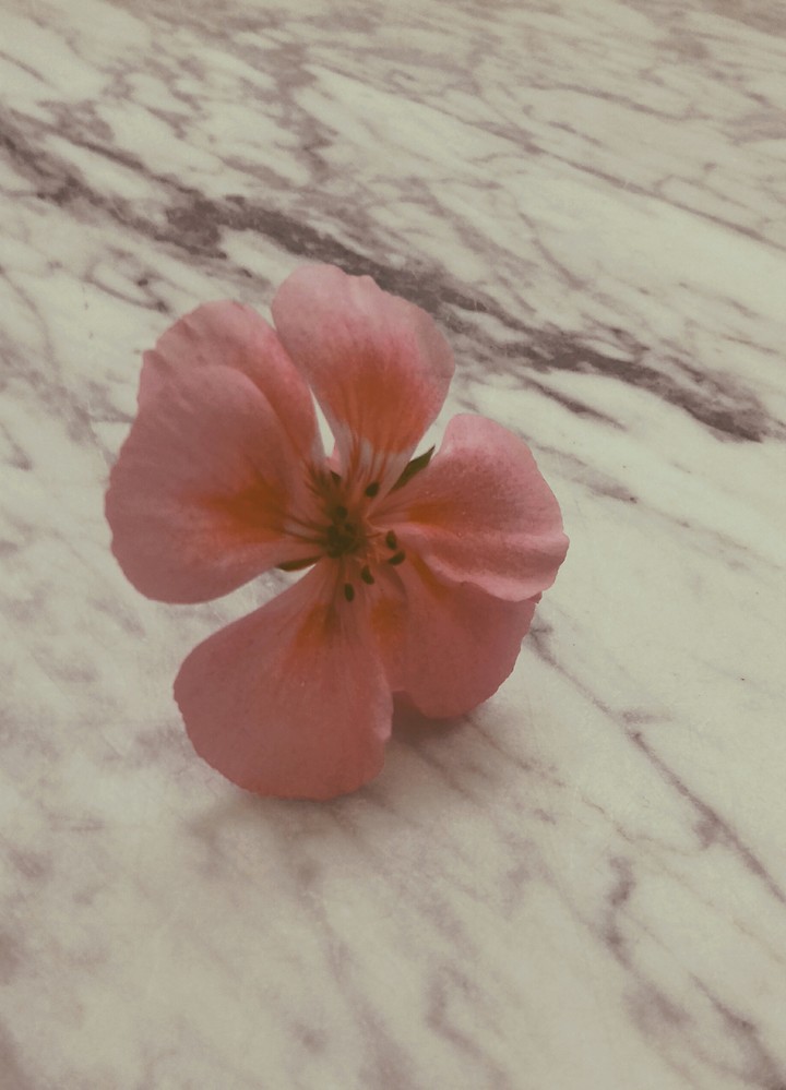 beautiful flower