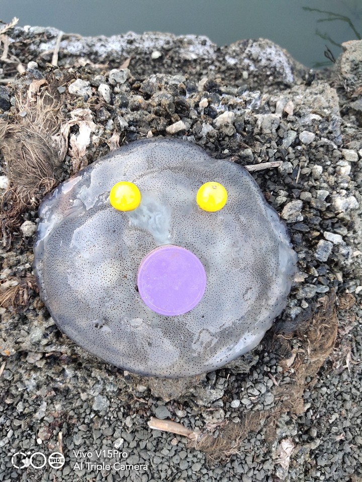 jelly fish