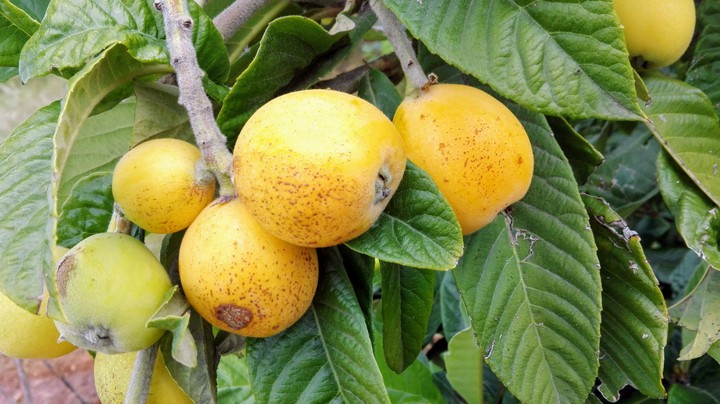 Medlar/ Nísperos