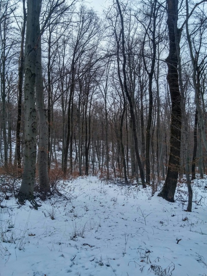 erdő