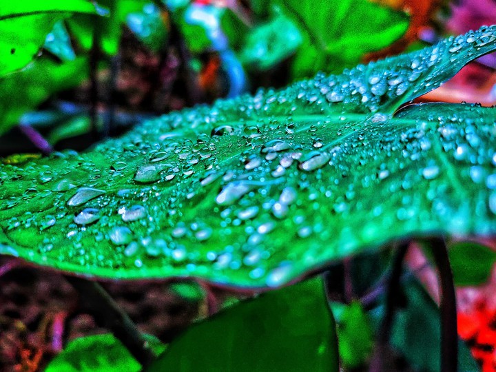 Nature