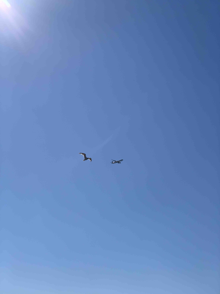 Seagull and Airplane