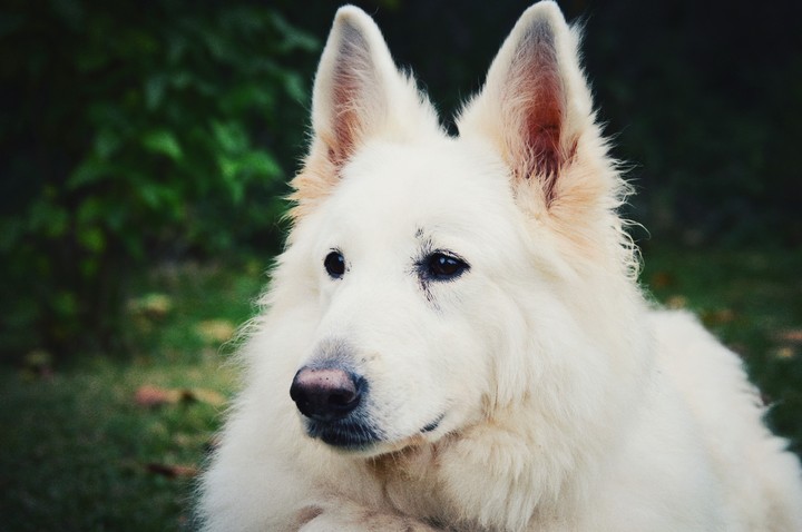 Nikita