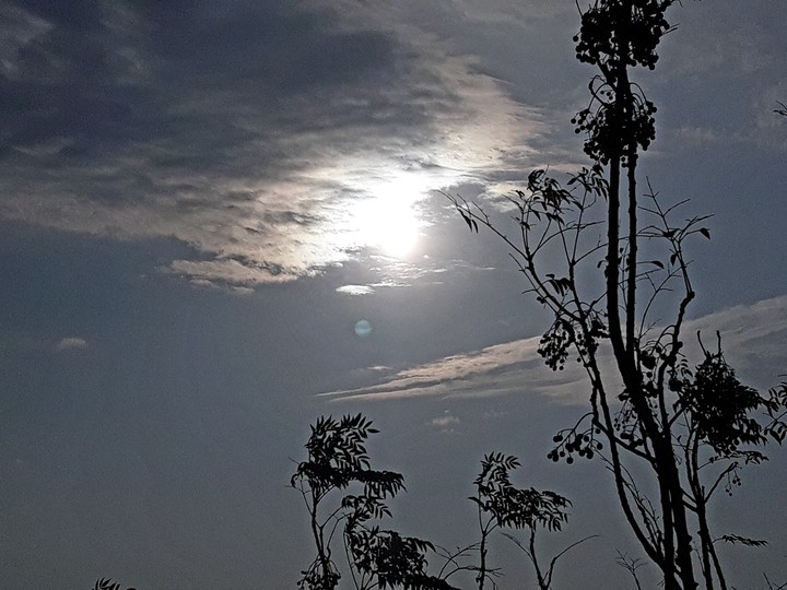 Sky Leaves