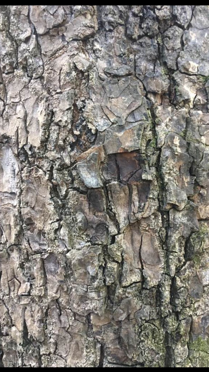 Bark