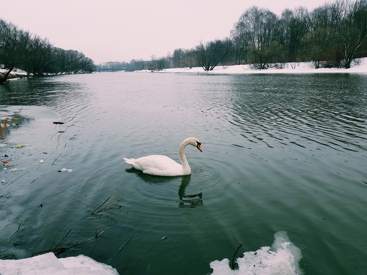 лебедь