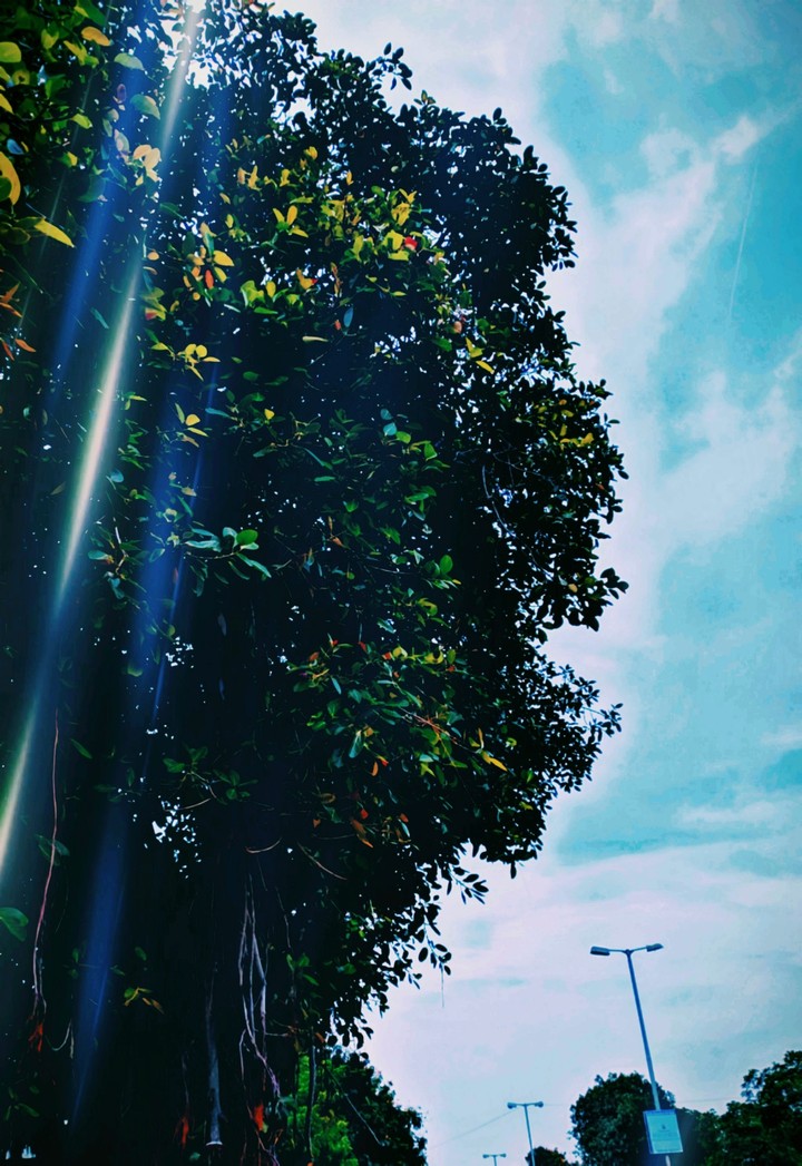 The banayan