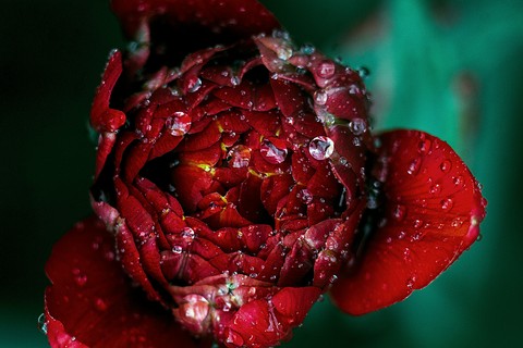 #flowers #waterdrop #beautifull #micro #photography