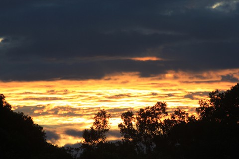 A golden dawn in the Masai Mara
