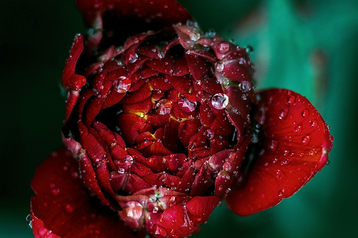 #flowers #waterdrop #beautifull #micro #photography