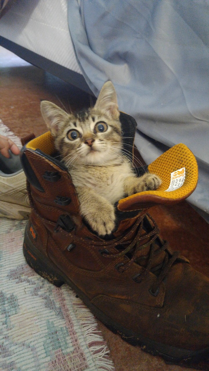Puss in Boot