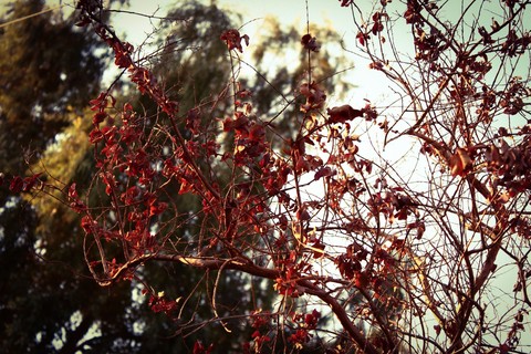 red tree