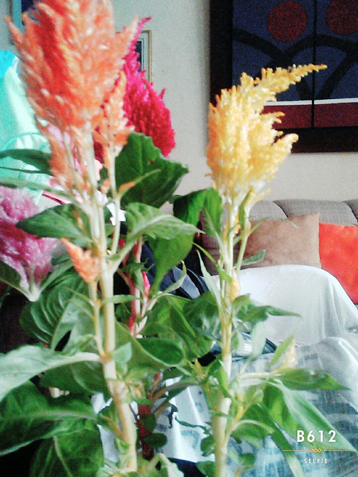 Celosía plumosa argentea