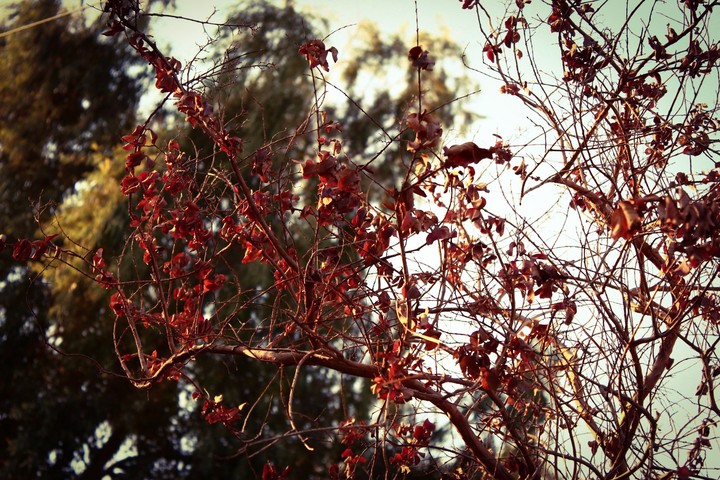 red tree
