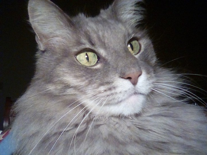 My Big Baby Boy (Captain)