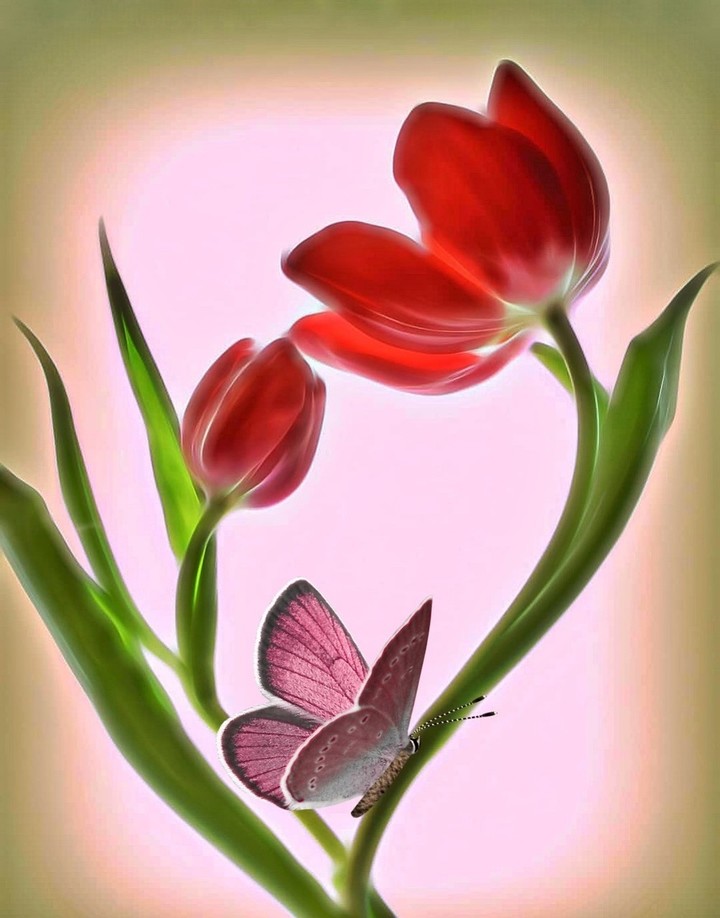 Tulip